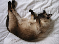 sleeping cat photo thumbnail