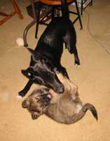 Two puppies playing