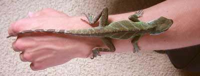 Water dragon on Geoff's arm