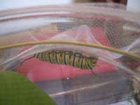 caterpiller through netting