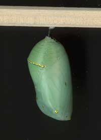 scan of chrysalis